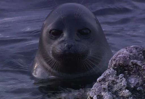 Эмодзи Seals | Тюлени 😐