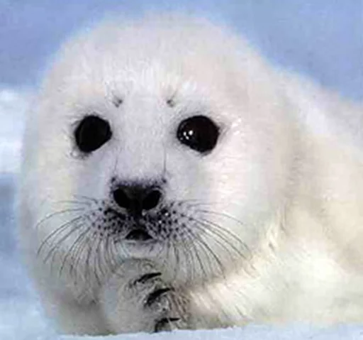 Seals | Тюлени emoji 🤔