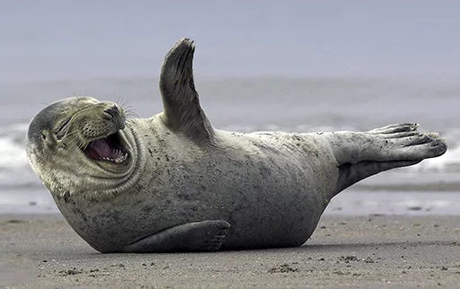 Seals | Тюлени emoji 😂