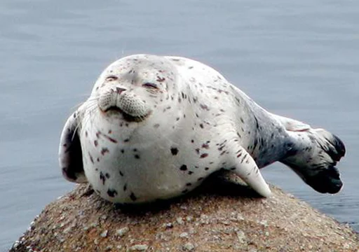 Seals | Тюлени emoji 😁