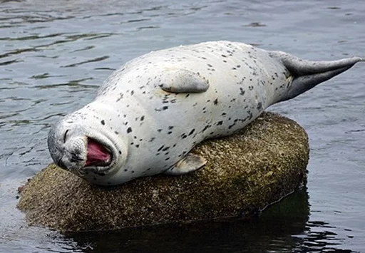 Seals | Тюлени emoji 😆