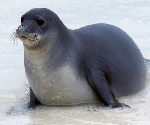 Seals | Тюлени emoji 🥔