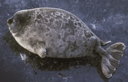 Seals | Тюлени emoji 🥔
