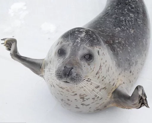 Seals | Тюлени emoji 👐