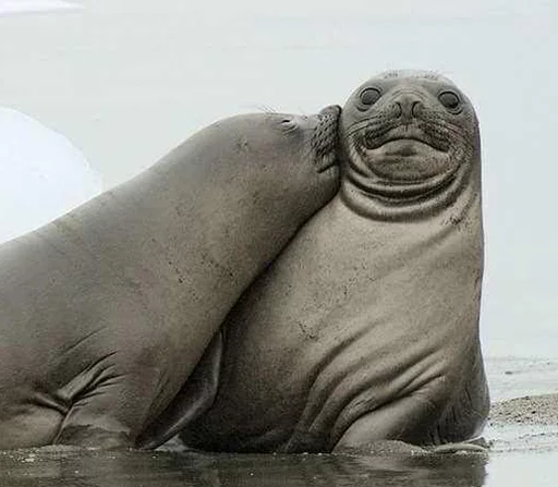 Seals | Тюлени emoji 💋