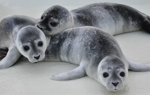Seals | Тюлени emoji ⛽️