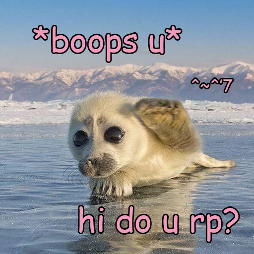 Seals | Тюлени emoji 🤗