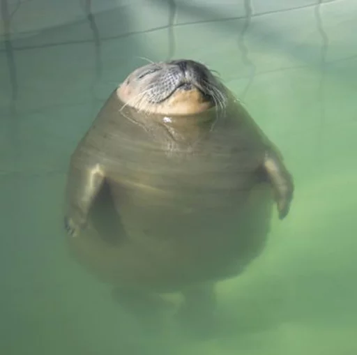 Seals | Тюлени emoji ☁