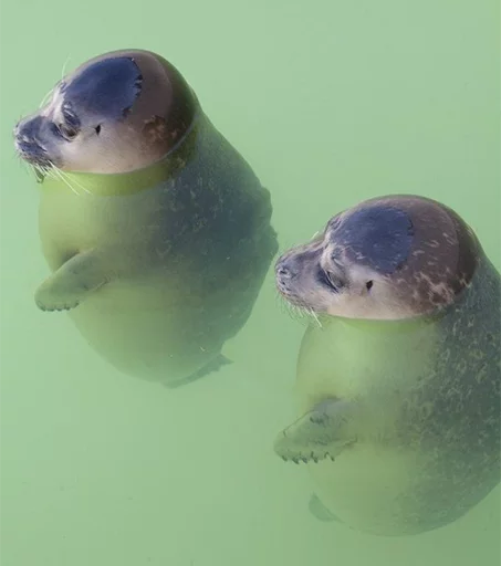Seals | Тюлени emoji 👥
