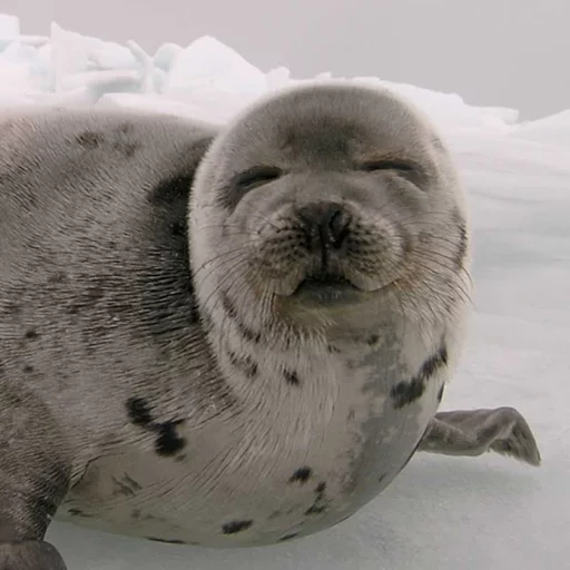 Seals | Тюлени emoji ☺️