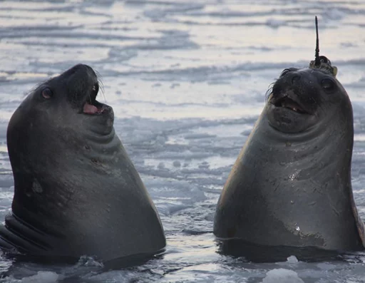 Эмодзи Seals | Тюлени 😮