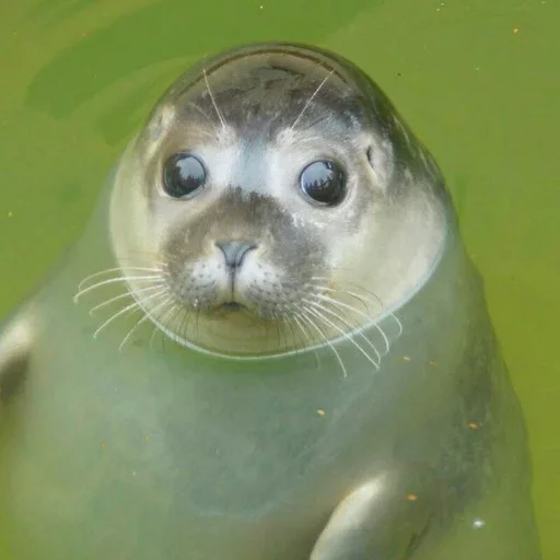 Seals | Тюлени emoji 😕