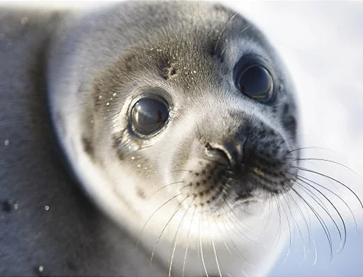Seals | Тюлени emoji 😨