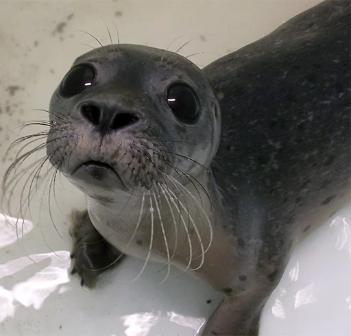 Seals | Тюлени emoji 😳