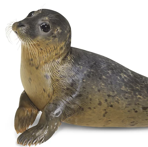 Seals | Тюлени emoji 😋