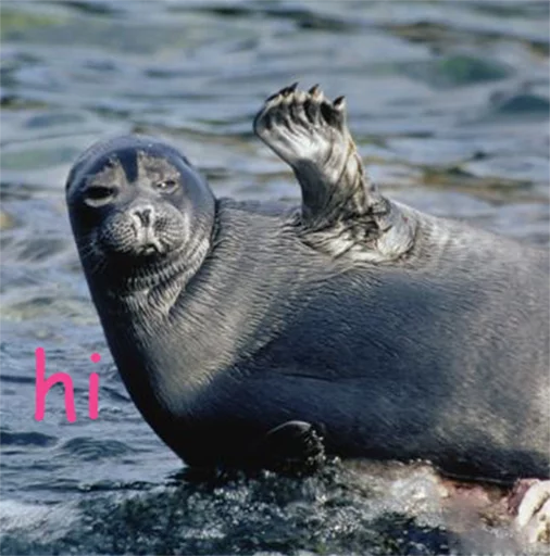 Seals | Тюлени emoji 👋