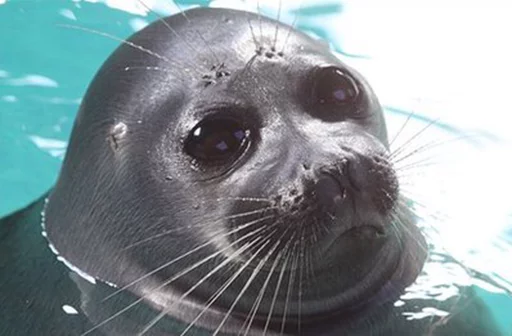 Seals | Тюлени emoji 👽