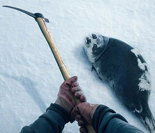 Seals | Тюлени emoji 😢