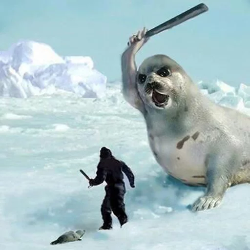 Seals | Тюлени emoji 🔪
