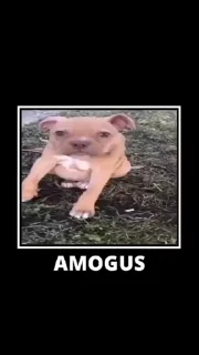 doggies 🐶 sticker 🤠