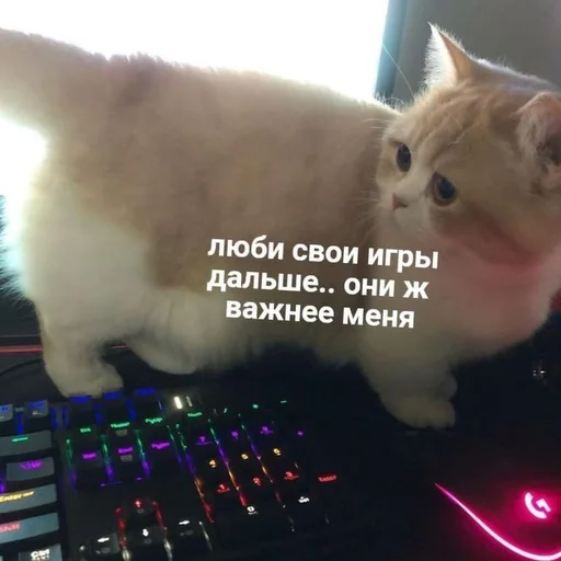 Эмодзи Cats memes 🤍