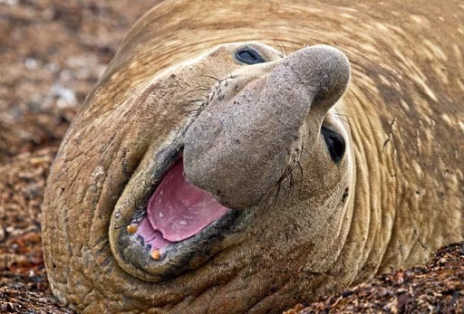 Elephant seal emoji 😂