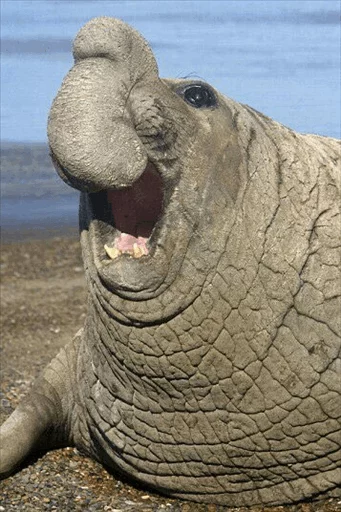 Elephant seal emoji 😂