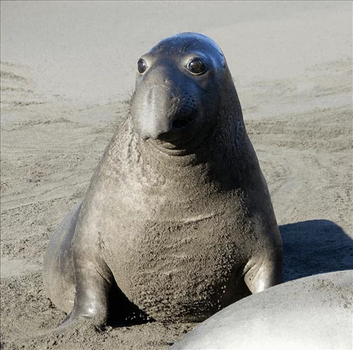 Эмодзи Elephant seal 😐