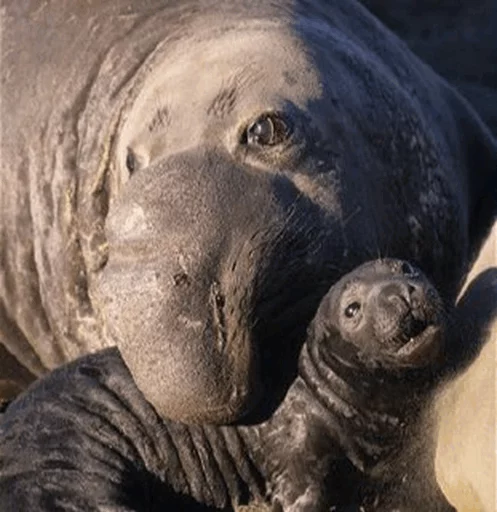 Эмодзи Elephant seal 😂