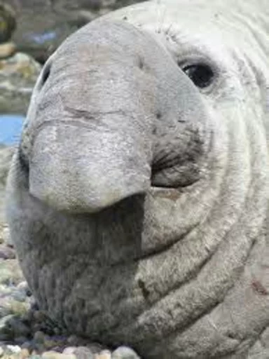 Эмодзи Elephant seal 😒