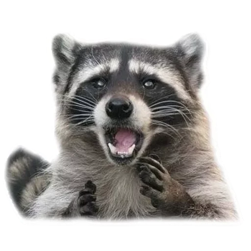 Эмодзи Raccoon 😙
