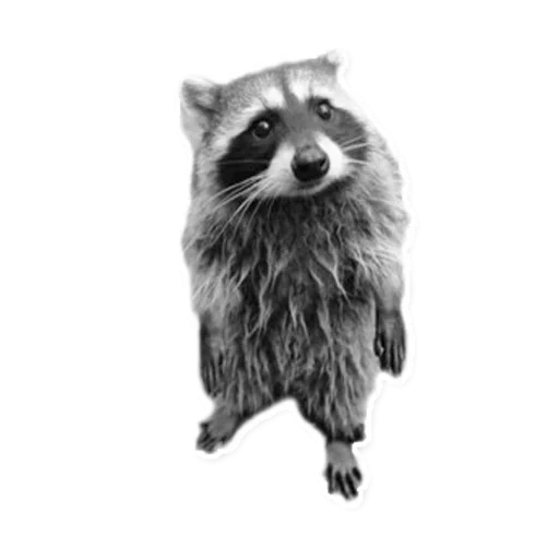 Raccoon emoji 🙁