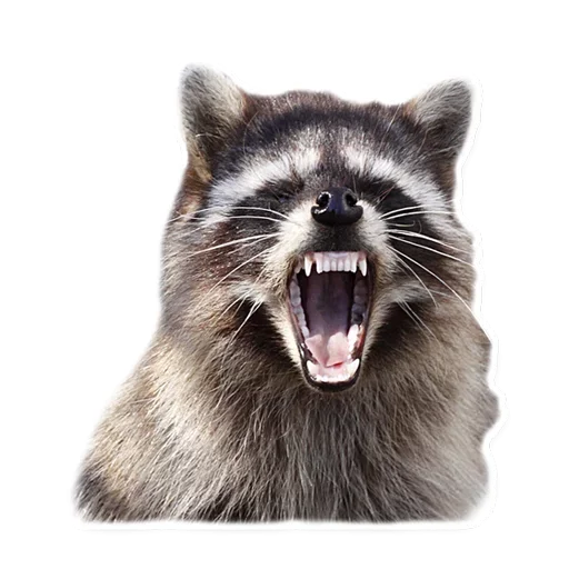 Raccoon emoji 🥳