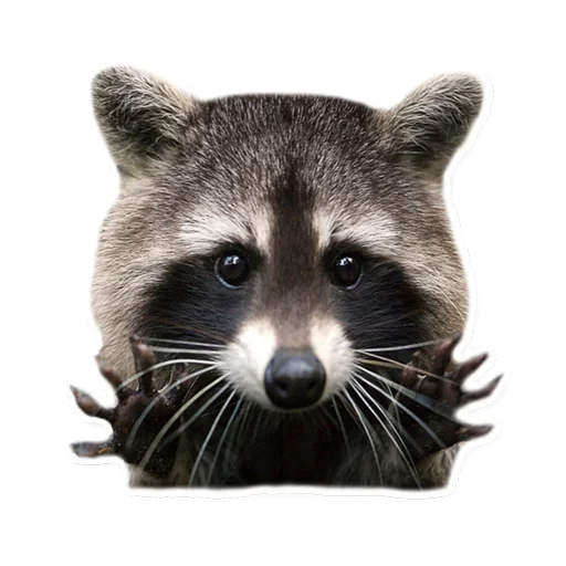Эмодзи Raccoon 🤨