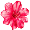 Емодзі телеграм Flowers