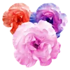 Flowers emoji 🌸