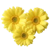 Flowers emoji 🌼