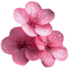 Flowers emoji 🌺