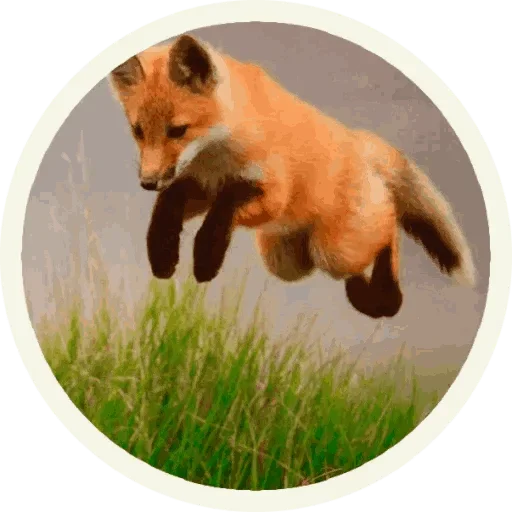 Foxx for Telegram sticker 🥳