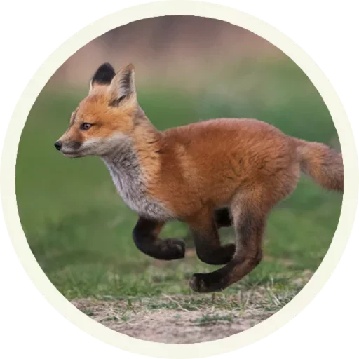 Foxx for Telegram sticker 😚
