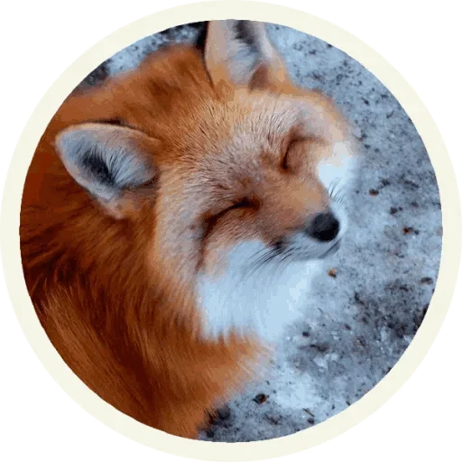 Foxx for Telegram sticker 🤪