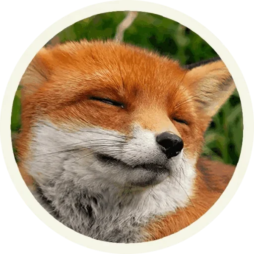 Foxx for Telegram sticker 😚