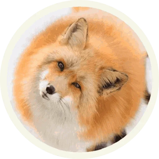 Foxx for Telegram sticker 😙