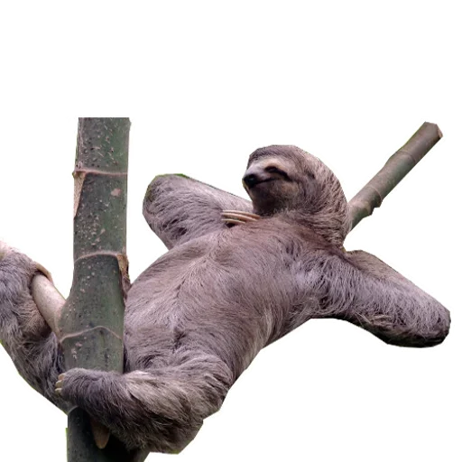 Стикер Funny Sloth ?