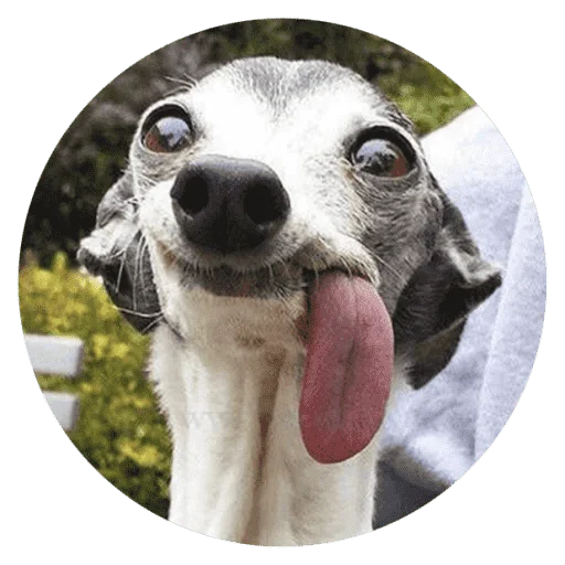 Telegram stickers Funny Stupid Dogs