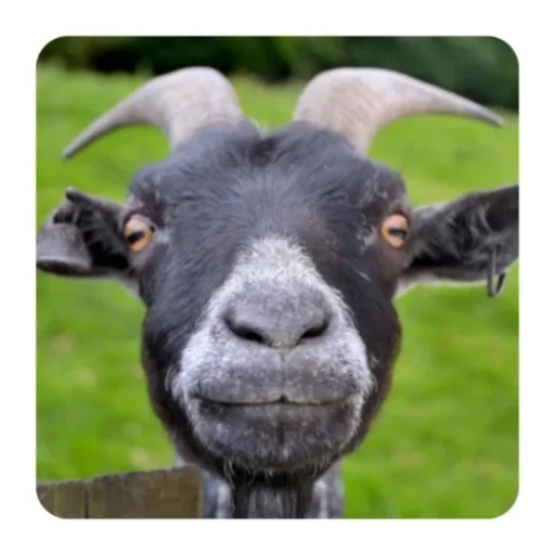 Стикеры телеграм Funny Goat