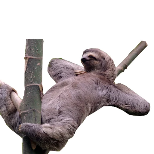 Telegram stickers Fun Sloth