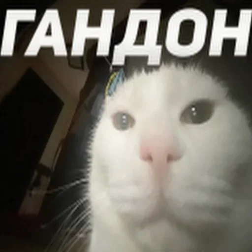 Telegram stikerlari Cats memes