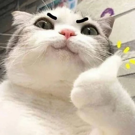 Эмодзи Meme Cat 👍