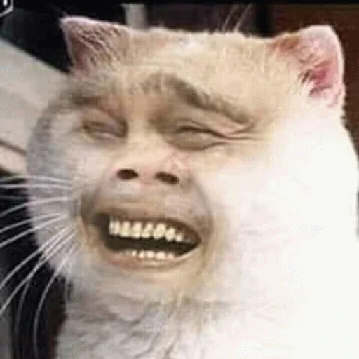 Эмодзи Meme Cat 😂